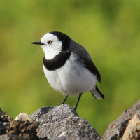 White-fronted Chat